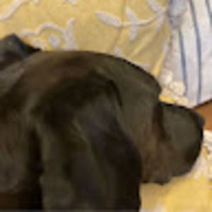 Meet your Posher, James volfson